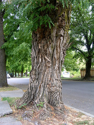 [The tree trunk is wide and the surface seems like a bunch of string on it.]